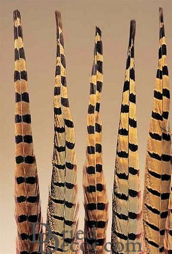 Black with Metallic Silver Tips Ringneck Pheasant Feather Bleached and Dyed  22 inches and up by the Piece – Schuman Feathers