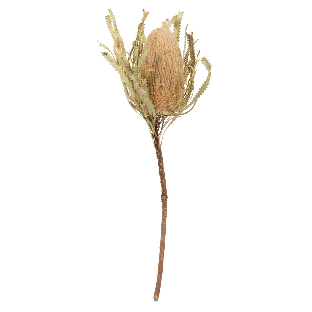 Dried Protea Flowers Stemsnatural Banksia Princess Branchesdried Flowers  Arrangementhome Decorationwedding Protea Bouquet Decor 