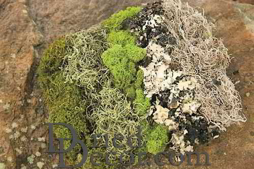 New Green Moss for Crafts Natural Artificial Moss Decorative Faux Moss for  Potted Plants 28 OZ