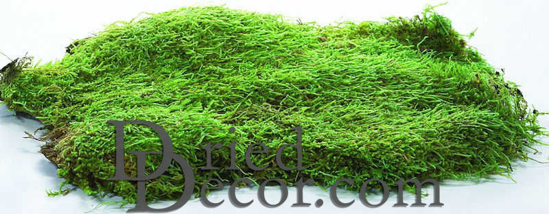 Preserved Sheet Moss, Green, 3-Ounce