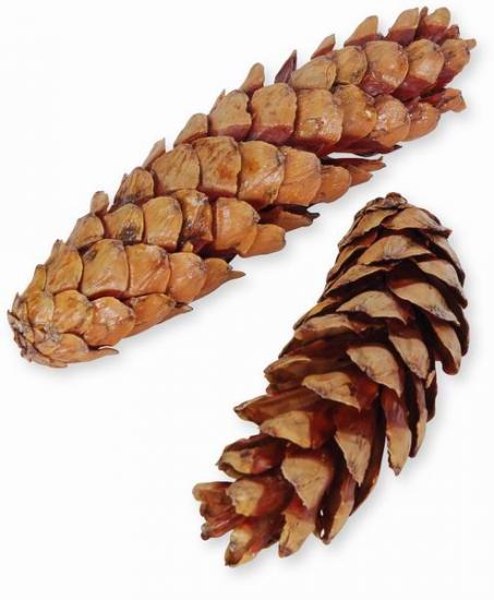 Strobus Natural Pine Cones (White Pine Cones) | 350 Pine Cones | Natural Light Brown