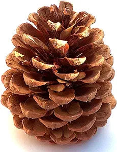 Ponderosa Pine Cone Box