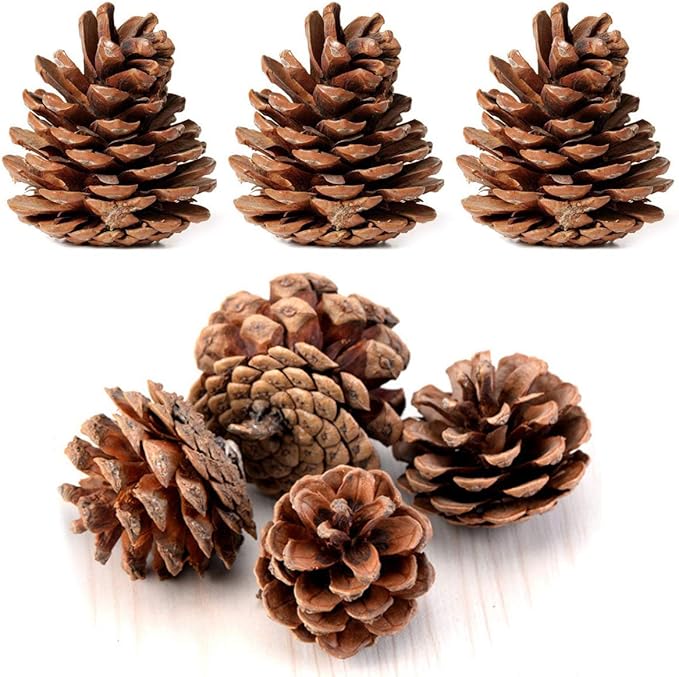 Ponderosa Pine Cone Box