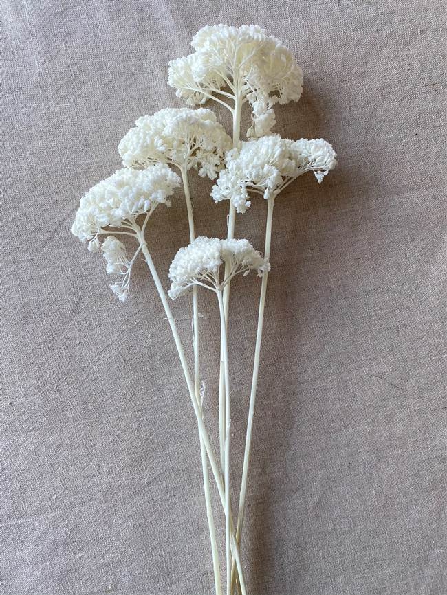 Dried Yarrow Bunches - Bleach White