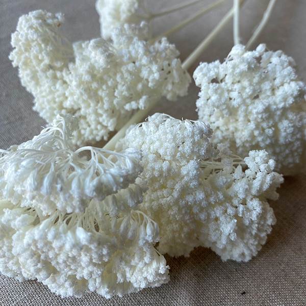 Dried Yarrow Bunches - Bleach White