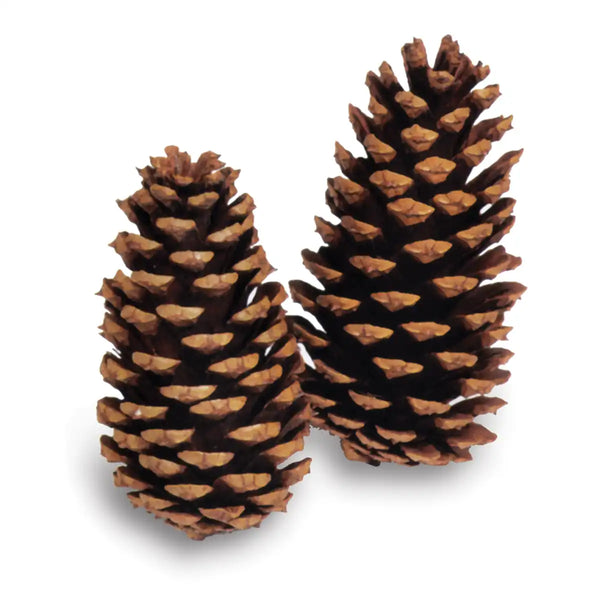 Loblolly Pine Cones - Natural Loblolly Cones