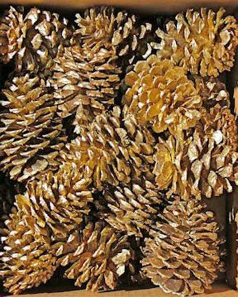 Painted Ponderosa Pinecones | Gold