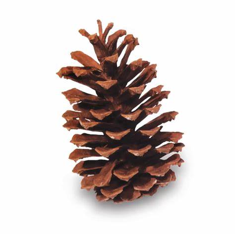 LongLeaf Pine Cones - Natural