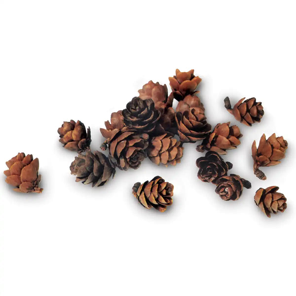 Tamarack Cones | Natural Brown