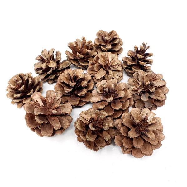 Jack Pinecones | Natural Brown