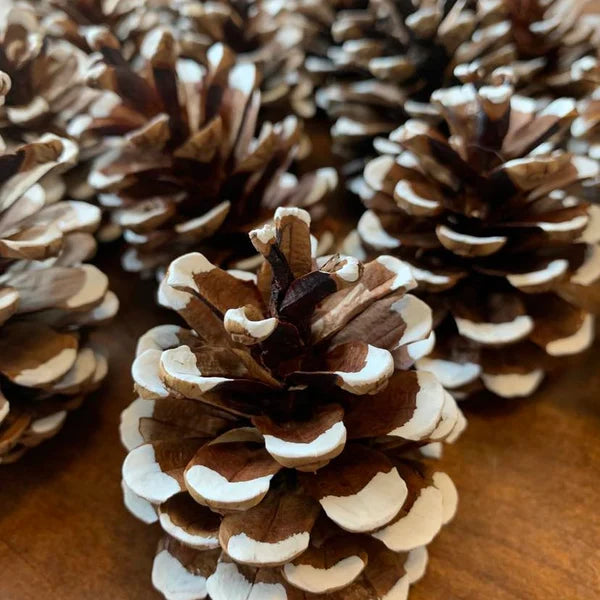 White Tipped Red Pinecones | Natural Pine Cones with White Painted Tips