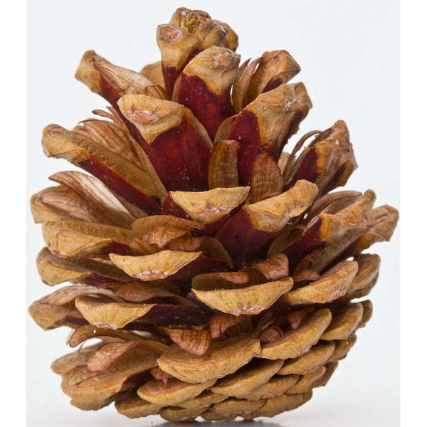 Red Pine Cones - Natural Red Cones | Natural Brown/Red