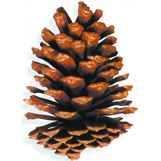 Large Slash Pine Cones | Natural Brown