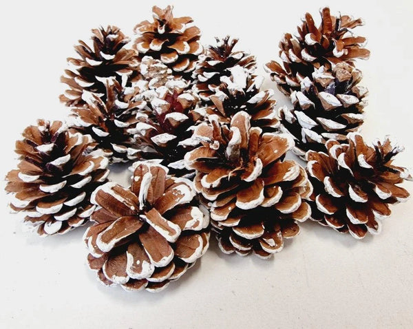 White Tipped Austriaca Pine Cones | Natural Pine Cones with White Painted Tips