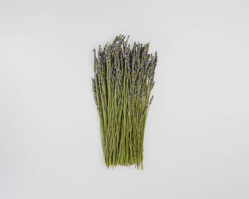 Dried Lavender Bunch - Grosso (French) - Long Stem Single Bunch by Dried Decor