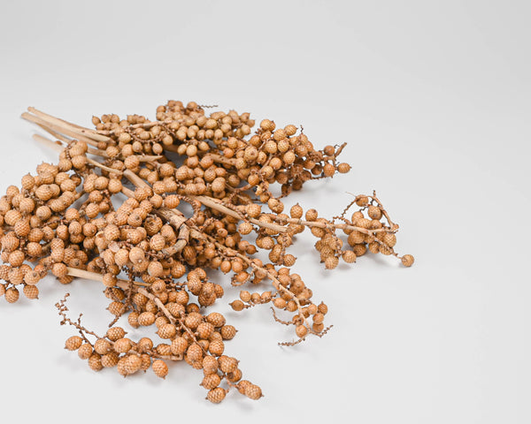 Dried TallowBerries Long Stem -Tallow Berries