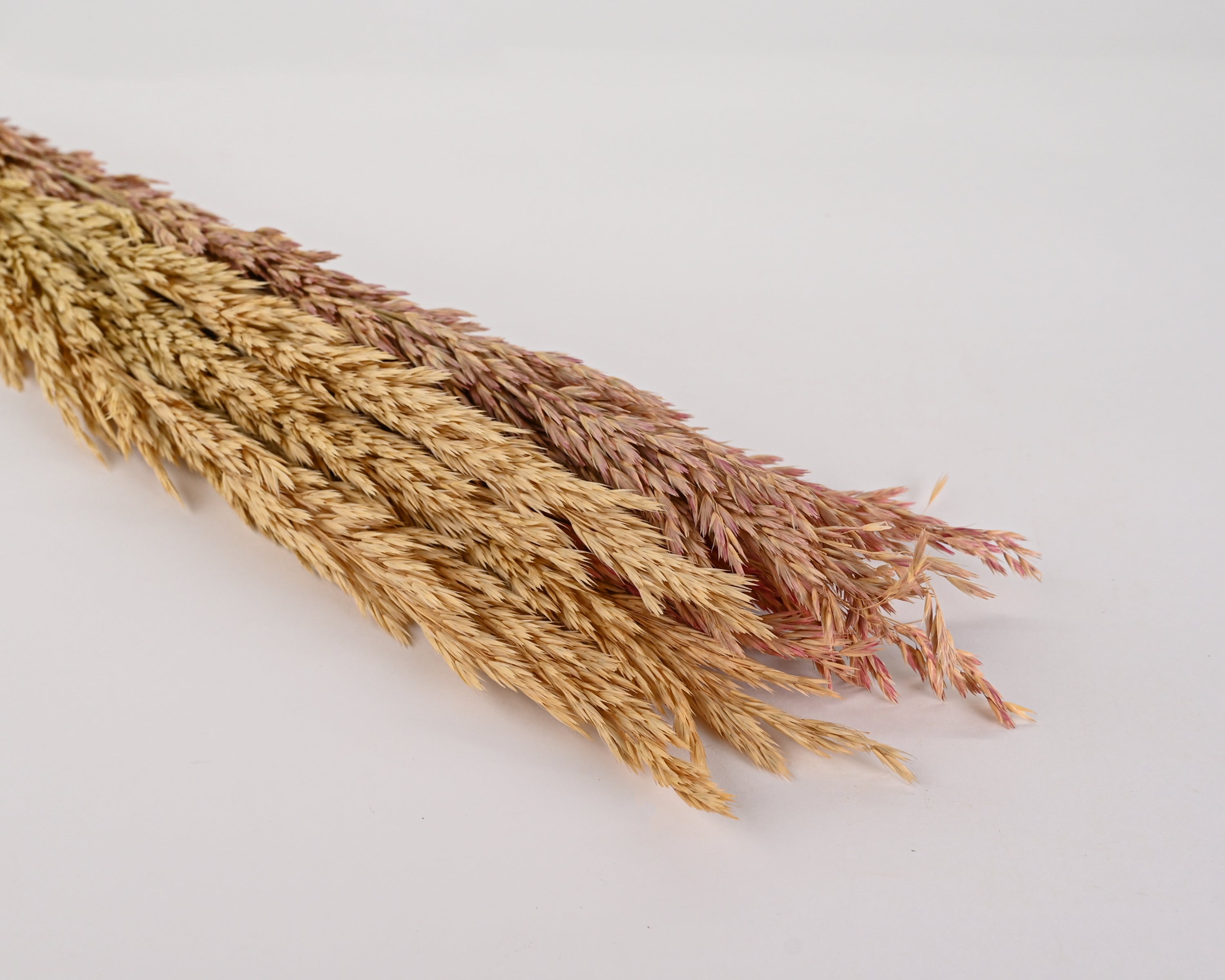 Dried Wild Oats - Decorative wild oats