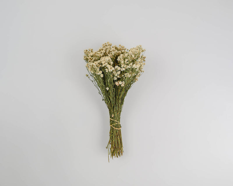 Dried Pearly Everlasting Flower Bunch