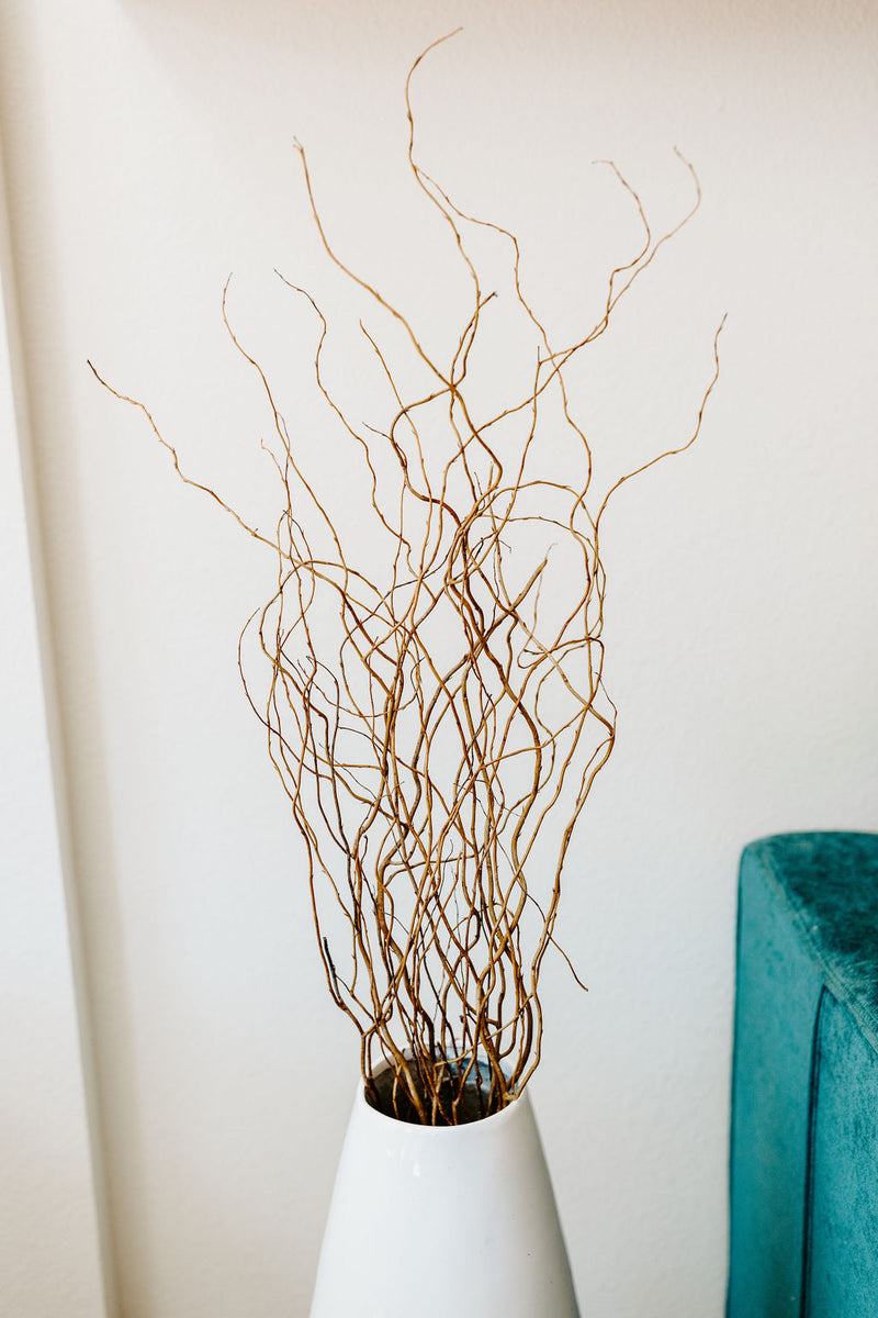 Live Curly Willow Branches, 3 Bunches - Pottery Barn